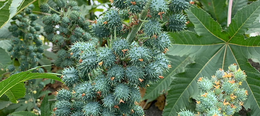 旭鸿蓖麻籽浸出工程方案 